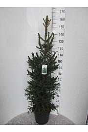 Picea abies Will's Zwerg C12 Lit. 120-140 cm