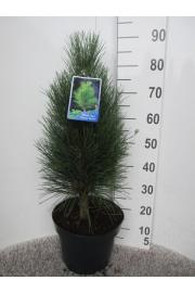 Pinus nigra Green Tower C10 Lit. 60-80 cm