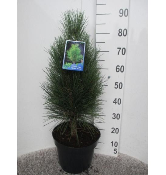 Pinus nigra Green Tower C10 Lit. 60-80 cm