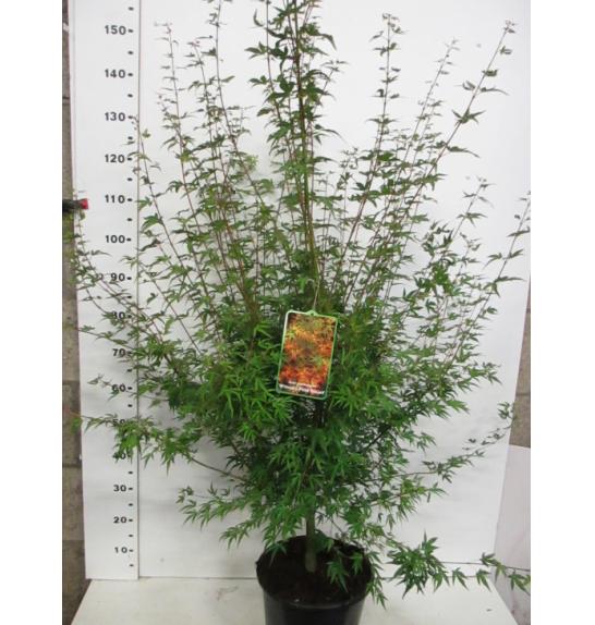 Acer palmatum Wilson's Pink Dwarf C10 Lit. 100-125 cm