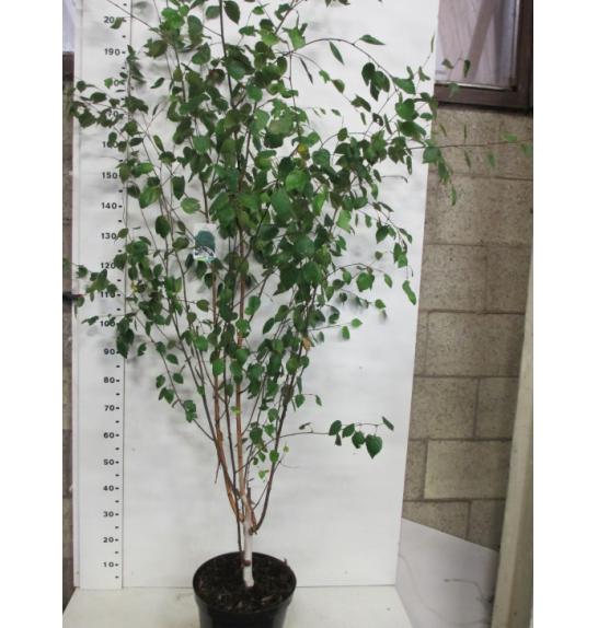 Betula utilis Jacquemontii C10 Lit. 150-175 cm multistam