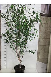 Betula utilis Jacquemontii C10 Lit. 150-175 cm višestruko