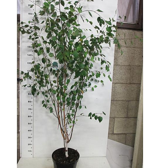 Betula utilis Jacquemontii C10 Lit. 150-175 cm višestruko