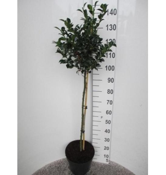 Ilex meserveae Heckenfee C10 Lit. Na steblu 80 cm