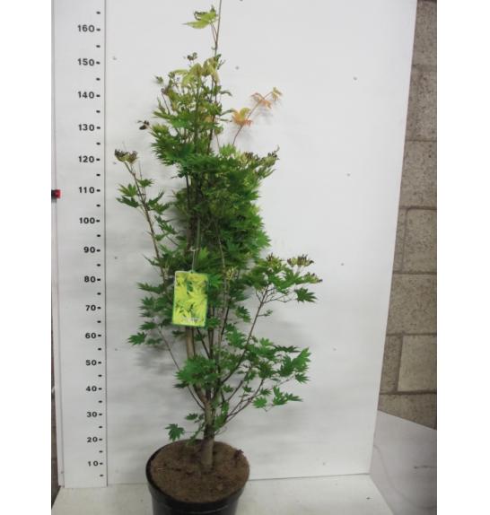 Acer shirasawanum Jordan C10 Lit. 100-125 cm