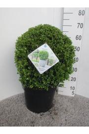 Ilex crenata Stokes C15 Lit. Krogla 45 cm