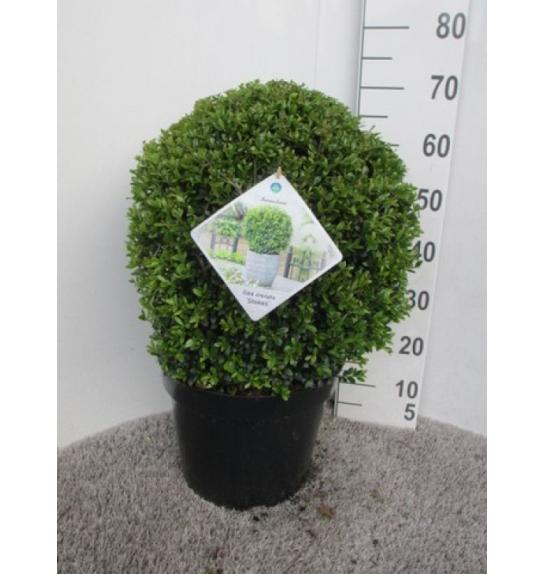 Ilex crenata Stokes C15 Lit. Krogla 45 cm