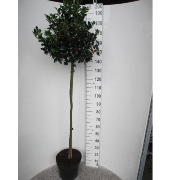 Ilex meserveae Heckenfee C15 Lit. Na steblu 100 cm