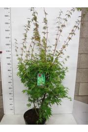Acer palmatum Sangokaku C12 Lit. 125-150 cm