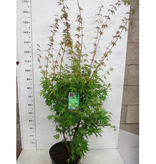 Acer palmatum Sangokaku C12 Lit. 125-150 cm