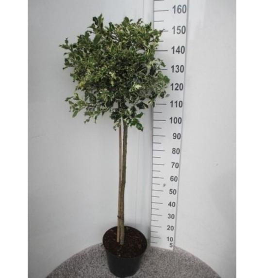 Ilex aquifolium Argentea Marginata C15 Lit. Na steblu 100 cm