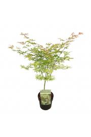 Acer palmatum Ukigumo C10 Lit. 80-100 cm