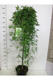 Acer palmatum Ryusen C10 Lit. Na steblu 100 cm