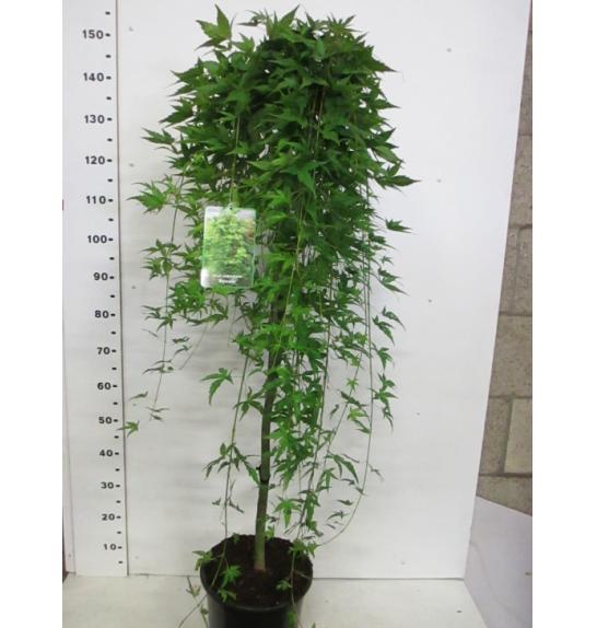 Acer palmatum Ryusen C10 Lit. Na steblu 100 cm