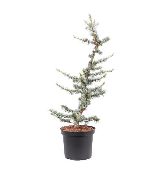 Cedrus atlantica Glauca C5 Lit. 60-80 cm