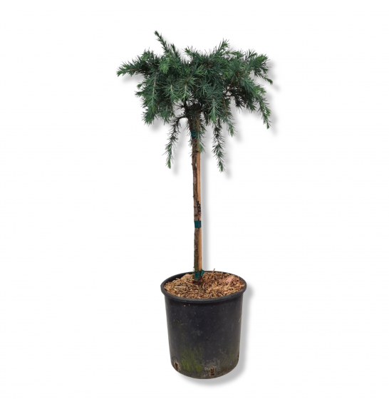 Cedrus deodara Feeling Blue C15 Lit. Na steblu 60 cm