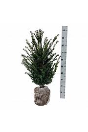 Bala Taxus baccata 60-80 cm