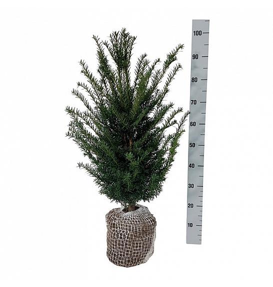 Bala Taxus baccata 60-80 cm