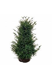Taxus baccata bala 100-120 cm ekstra