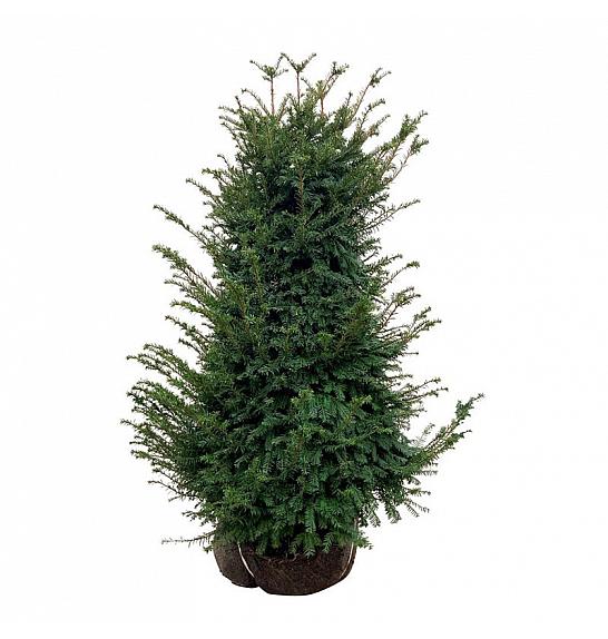 Taxus baccata bala 100-120 cm ekstra