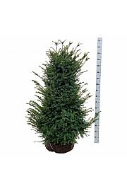 Taxus baccata bala 100-120 cm extra