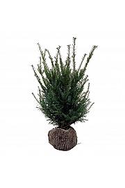 Taxus baccata bala 50-60 cm