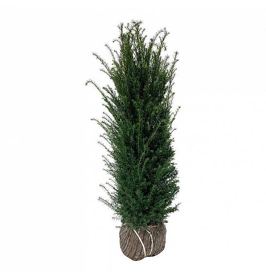 Bala Taxus baccata 100-120 cm