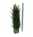 Taxus baccata bala 100-120 cm
