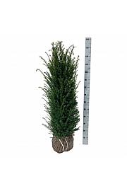 Taxus baccata bala 100-120 cm