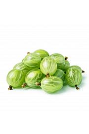 Ribes uva-crispa Tatjana C2 Lit. 30-40 cm