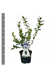 Vaccinium corymbosum North Country C3 Lit. 25-35 cm