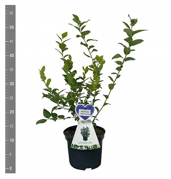 Vaccinium corymbosum North Country C3 Lit. 25-35 cm