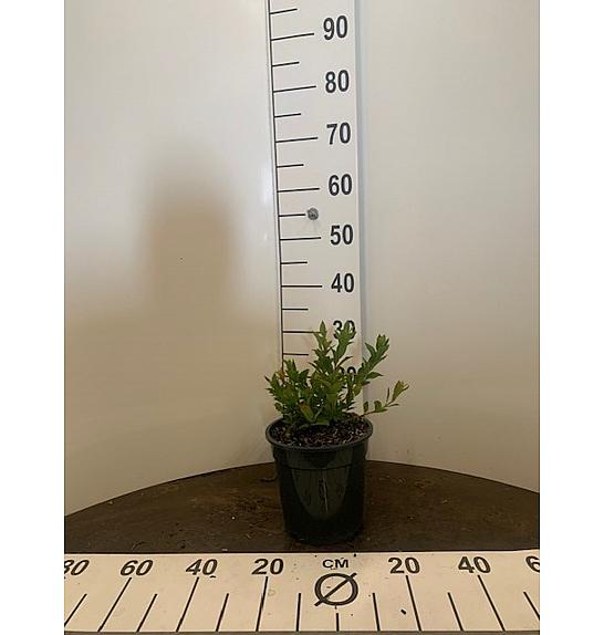 Vaccinium corymbosum North Country C3 Lit. 25-35 cm