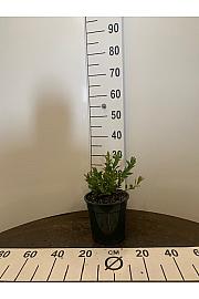 Vaccinium corymbosum Sjeverna zemlja C3 Lit. 25-35 cm