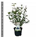 Lonicera kamschatica Maitop C3 Lit. 30-40 cm