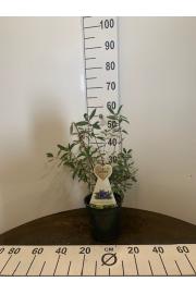 Lonicera kamschatica Maitop C3 Lit. 30-40 cm