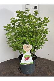 Ribes uva crispa Hinnomaki Green C5 Lit. 40-60 cm