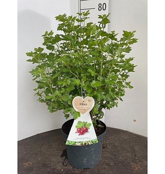 Ribes uva crispa Hinnomaki Green C5 Lit. 40-60 cm
