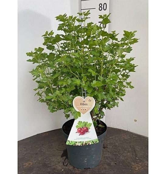 Ribes uva crispa Hinnomaki Red C5 Lit. 40-60 cm
