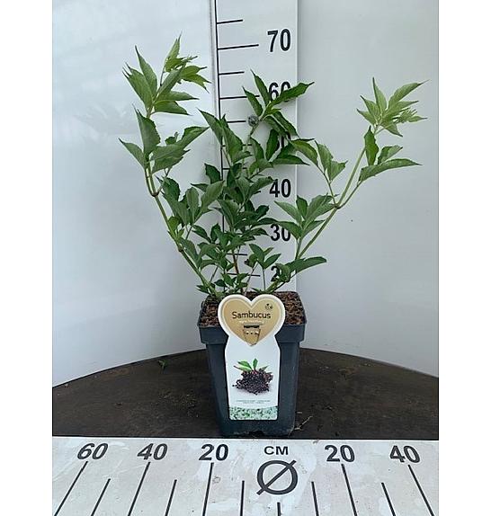 Sambucus nigra Black Lace C5 Lit. 30-40 cm