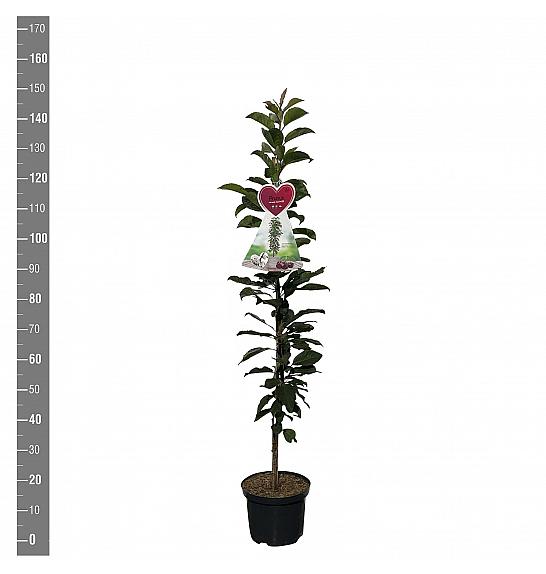 Prunus cerasus Jachim C5 Lit. 80-100 cm Stebričasta