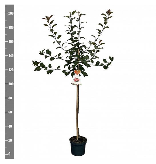 Malus domestica Vitalstar C7,5 Lit. 175-200 cm Na steblu 100 cm