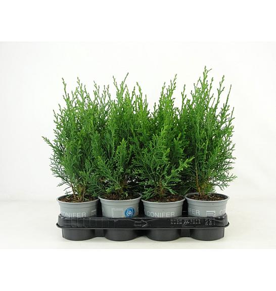 Chamaecyparis lawsoniana Robusta Ø11