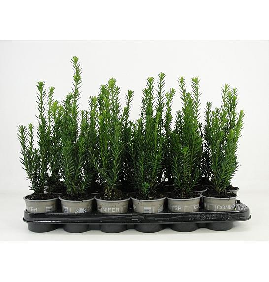 Taxus media Hillii Ø9