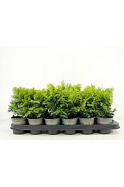 Chamaecyparis obtusa Melody Ø9