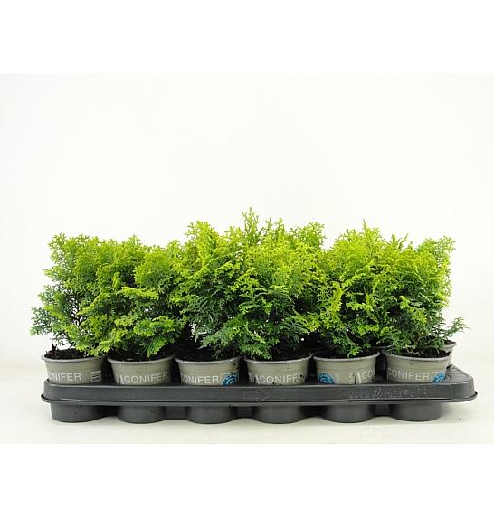 Chamaecyparis obtusa Melody Ø9