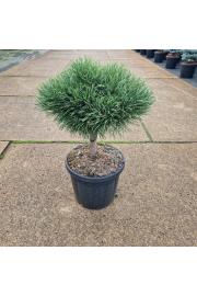 Pinus sylvestris Martham C8 Lit. Na steblu 20 cm Krošnja 25-30 cm