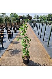 Ginko biloba Princeton Sentry C18 Lit. 100-120 cm