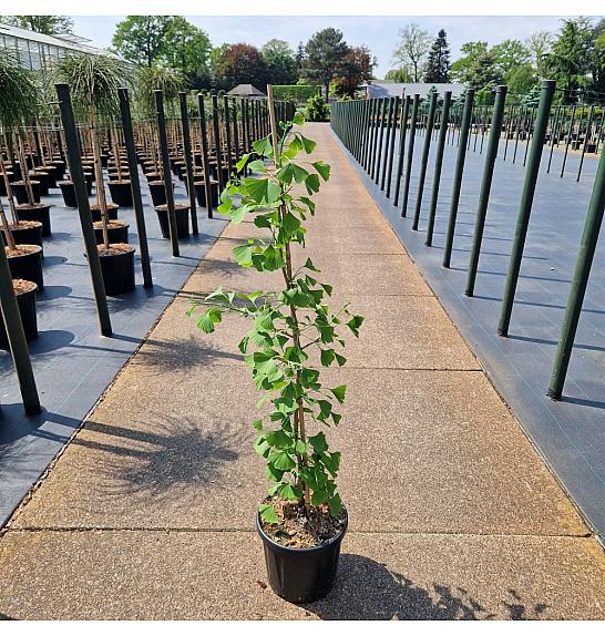 Ginko biloba Princeton Sentry C18 Lit. 100-120 cm