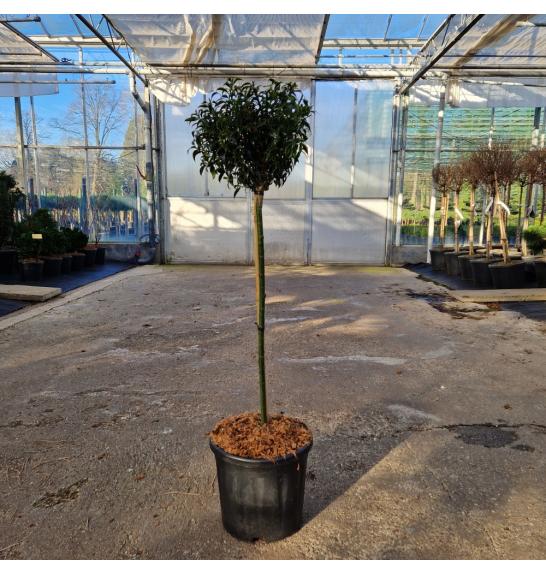 Ilex aquifolium Heckenzwerg C11 Lit. Na steblu 60 cm